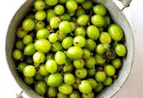 Freeze the gooseberries for the winter?