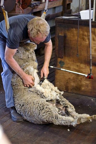 Merino wool reviews