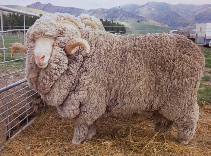 die Wolle der Merino Schafe