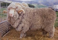 Was geben die Schafe-мериносы? Wolle, und nicht nur!