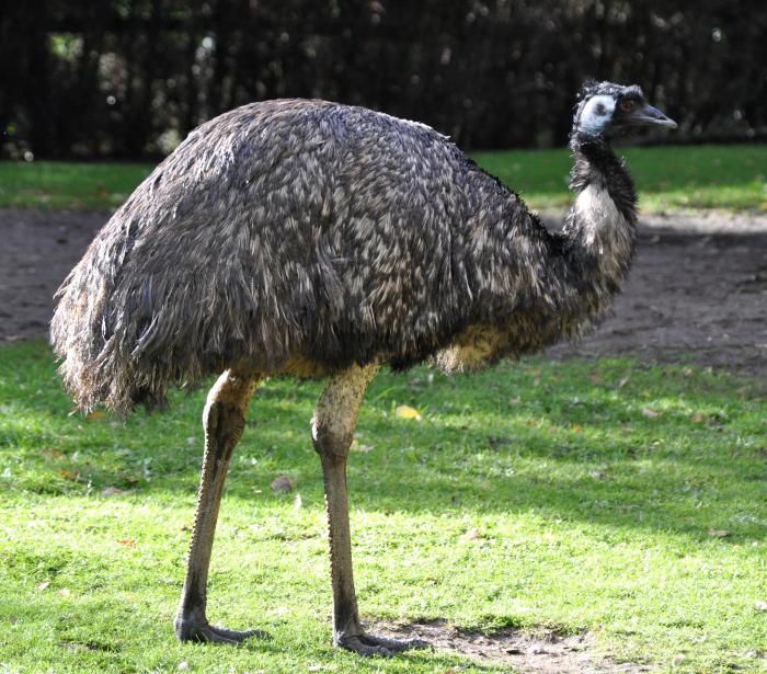 النعامة EMU تربية