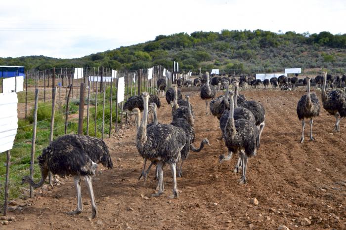 criação de avestruzes em casa