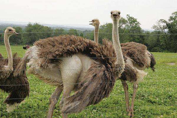 plano de negócio para criação de avestruzes
