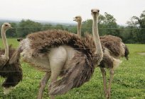 Criação de avestruz em casa. O plano de negócios da retirada de avestruz