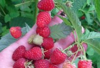 Remontant raspberry Firebird: a description of the variety