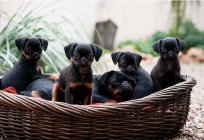 Petit brabanson. Griffons and petit brabancons: reviews of owners and dog breeders