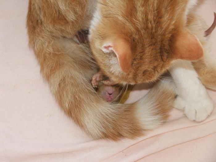 las primeras parto de la gata de la casa de los síntomas y el comportamiento de los gatos