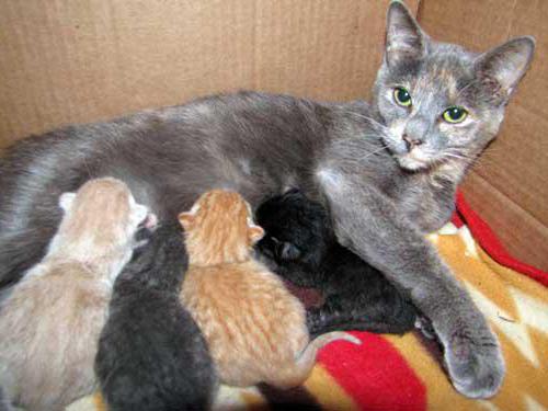 cómo se comportan los gatos antes del parto