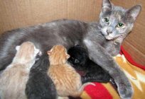 Wie Verhalten sich Katzen vor der Geburt - Anzeichen für die Hilfe