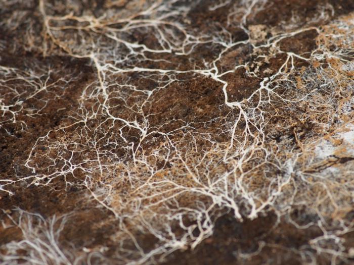 क्या है mycorrhiza जीव विज्ञान में