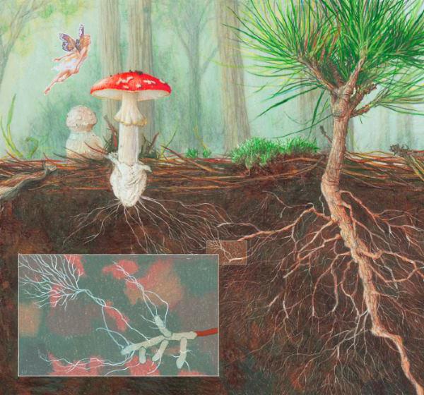 क्या है mycorrhizae की परिभाषा