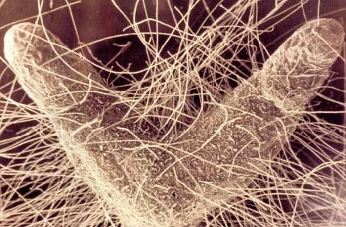 क्या है mycorrhiza में जीव विज्ञान की परिभाषा