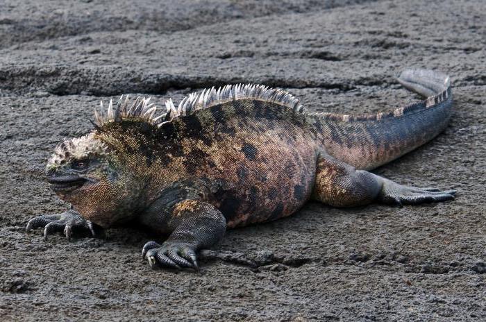 morska iguana zdjęcia