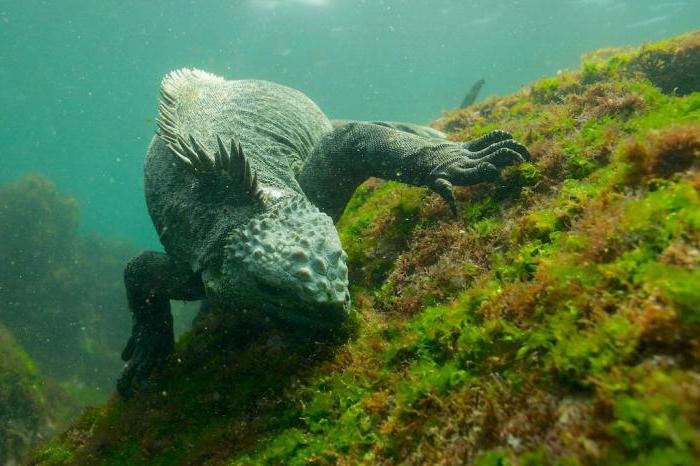 la iguana marina de las dimensiones de la