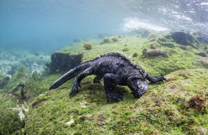 morska iguana zwyczaje