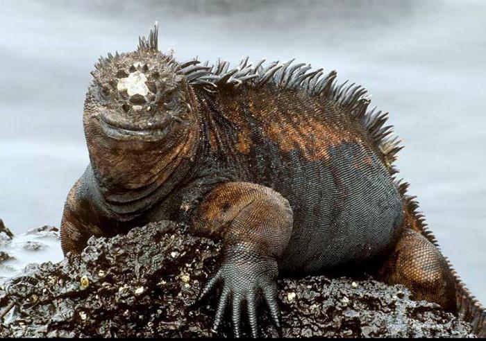 la iguana marina de los hechos interesantes