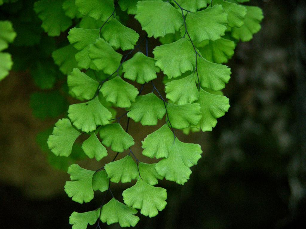 leaves of the plant Venus hair
