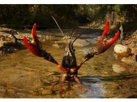 is it possible to catch crayfish
