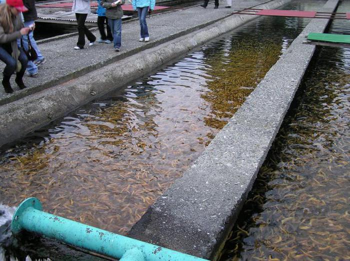 مزرعة سمك السلمون المرقط كراسنايا بوليانا كيفية الحصول على