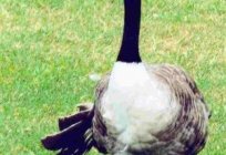 Temel hastalık goslings ve onları tedavi