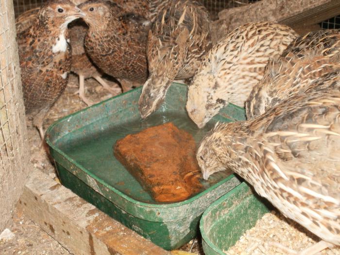 feed for quail with their hands