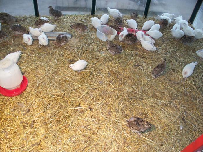  feed composition for quail