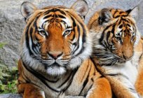 ¿Cuándo se celebra el Día Internacional del Tigre?