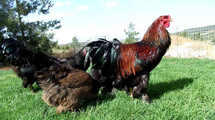 Brahma breed of chickens kuropatkina description