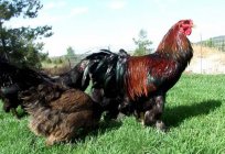 鸡养殖梵kuropatkina：说明，繁殖和特征