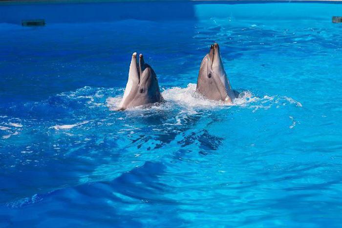 Dolphinarium एक्वा दुनिया Nebug Tuapse