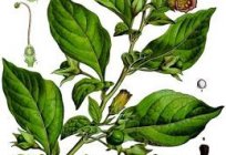 Extract of belladonna - a cure for many diseases