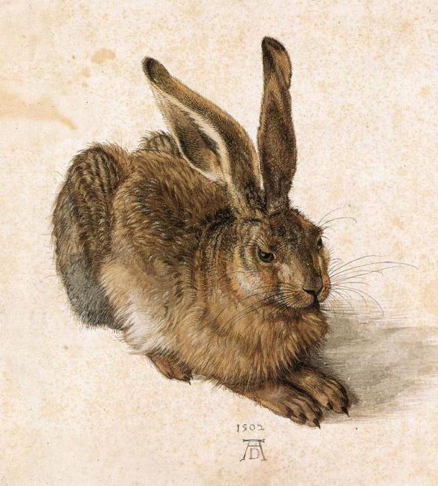 das Leben und die Werke Albrecht Dürers