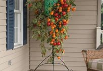 Tomato tree – a myth or reality?