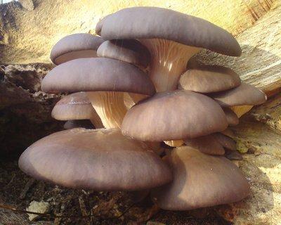 Mushroom growing on trees