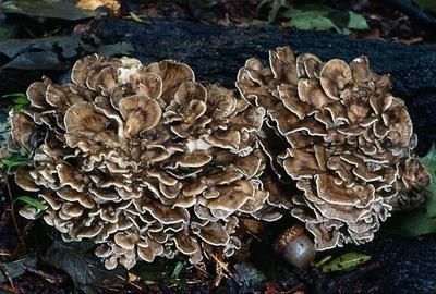 Mushrooms growing on trees photos
