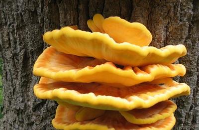 Mushroom growing on a tree called