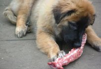 Leonberger: description of the breed, photo, nature, conditions of detention