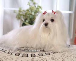 a white fluffy dog breed