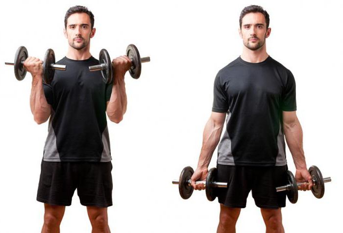 concentrated lifting on a biceps with one hand