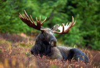 Moose: description, habitat, lifestyle