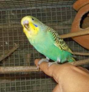 How to get used to the hands of a budgie