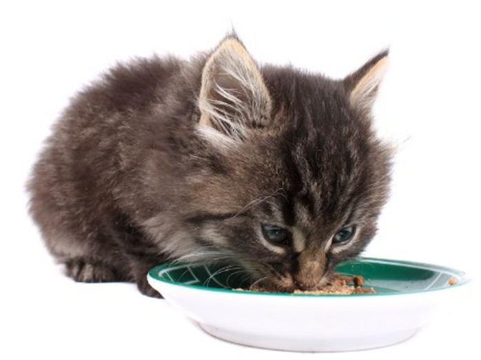 at what age the kitten dry food