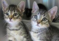 Forraje seco para gatitos: ¿a partir de qué edad se puede dar? Elaboración de la dieta para el gatito