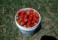 Erdbeeren lockig: die Bewertungen, die Besonderheiten der Pflege und Produktivität