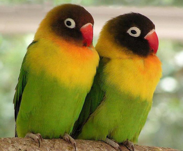 lovebird care and maintenance