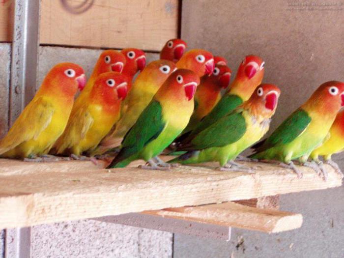 lovebird care and maintenance