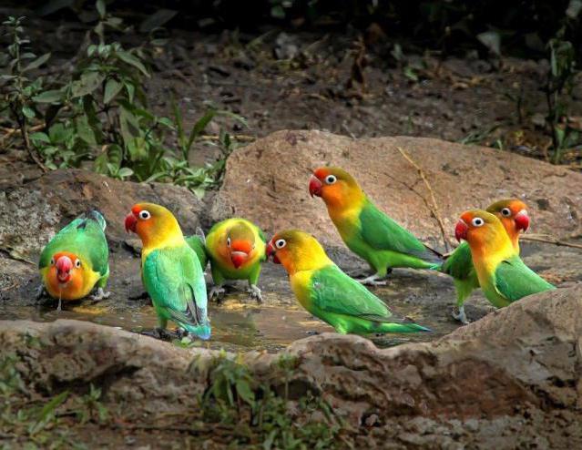 parrots lovebird care and maintenance