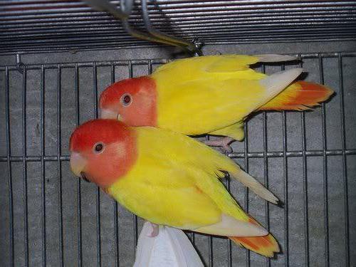 parrots lovebird care and maintenance testimonials