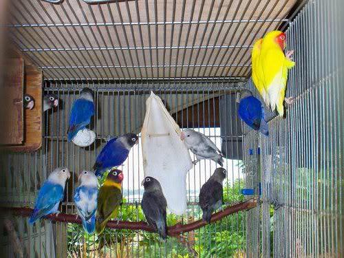 parrots lovebird care and maintenance breeding