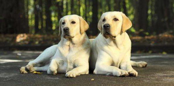  Labrador Retriever